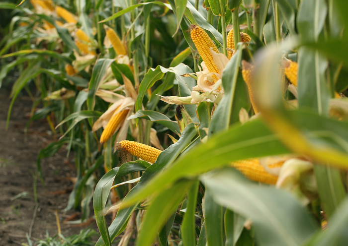 Bayer lança híbrido de milho para safra verão 24/25 