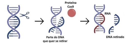 Representação esquemática do funcionamento da CRISPR/Cas9