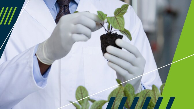 Alimentos transgênicos podem ajudar em alergias?