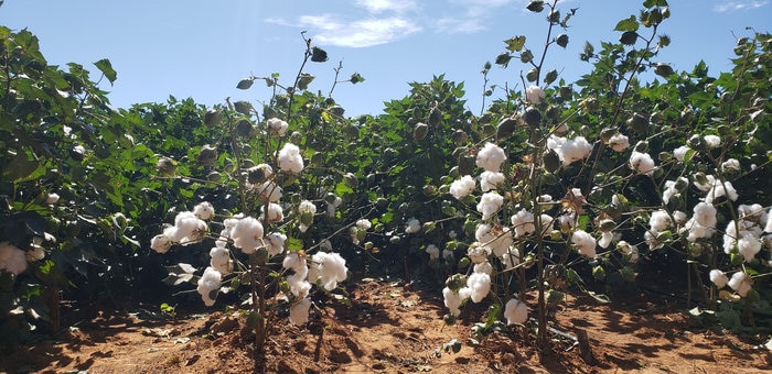 Divisão agrícola da Bayer