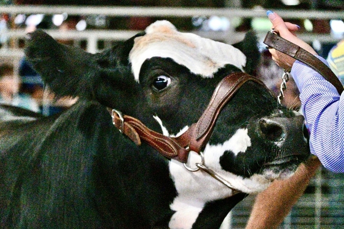 Produtoras de leite cultivam o amanhã com práticas sustentáveis e inovação tecnológica