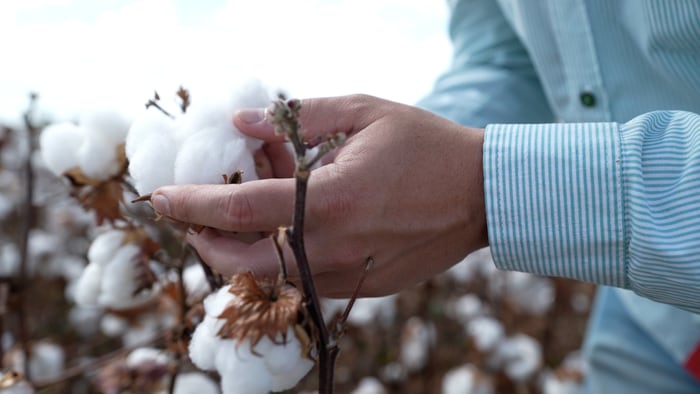 Bayer apresenta na feira 15 variedades de sementes de algodão com proteção contra lagartas e tripla tolerância a herbicidas