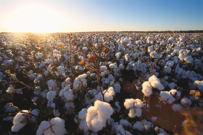 Bayer leva soluções em biotecnologia e proteção de cultivos para feiras agrícolas em Mato Grosso