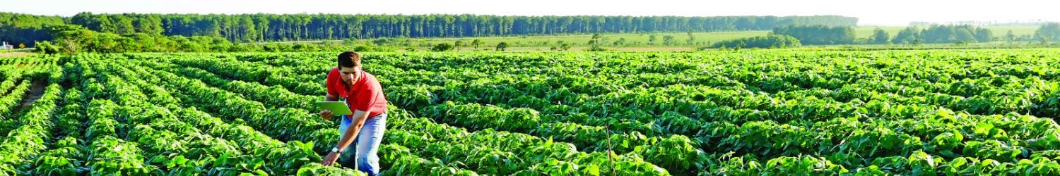 Um fazendeiro de camisa vermelha usa um laptop para verificar as plantações em um vasto campo verde com árvores ao fundo, sob um céu limpo.