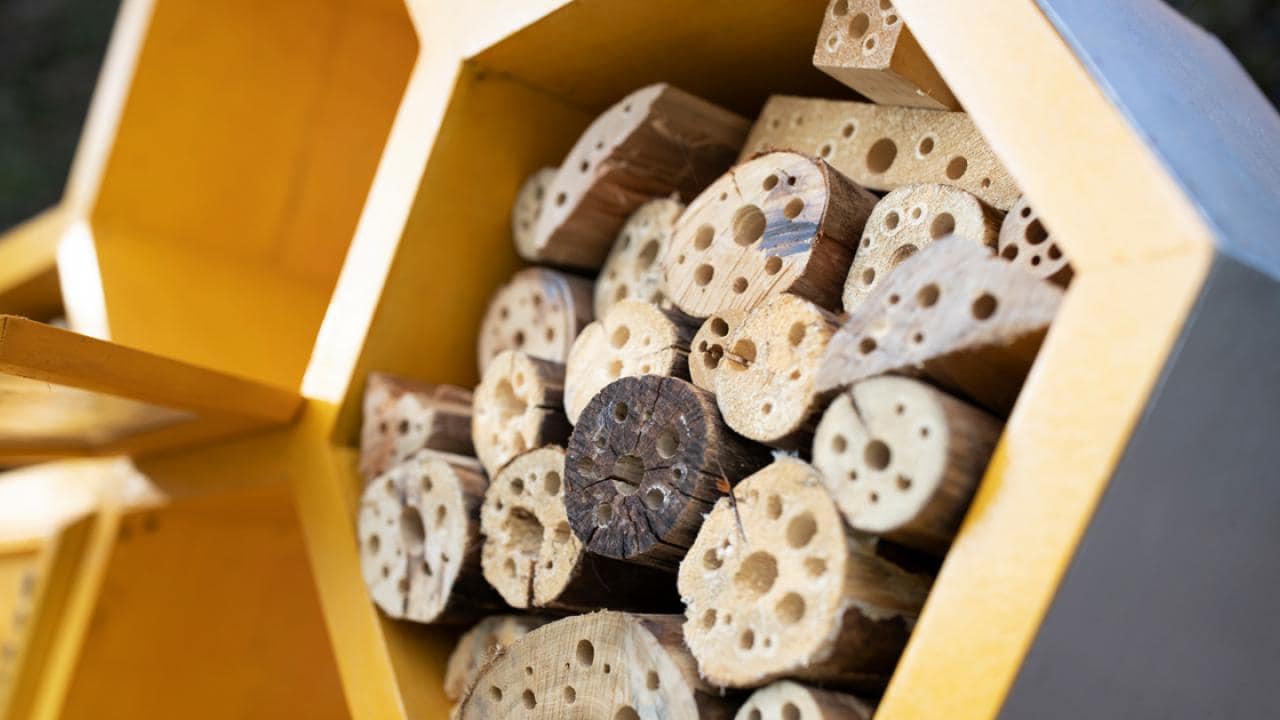 Close de um hotel para abelhas com tubos de madeira dentro, com vários tamanhos de buracos para abelhas solitárias, alojados em uma estrutura hexagonal amarela.