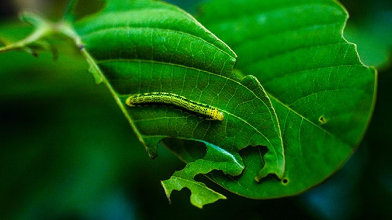 Uma lagarta verde em uma folha verde parcialmente comida.