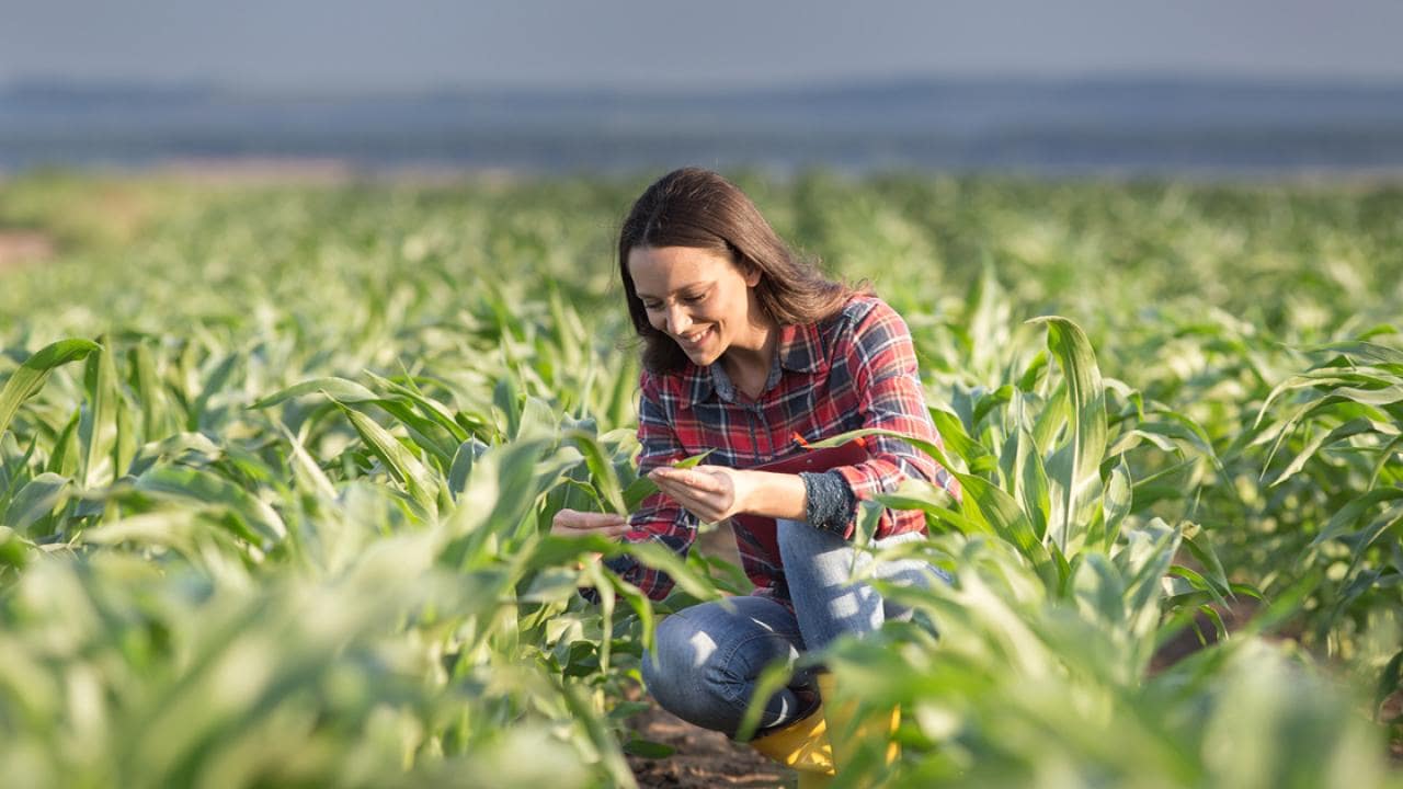 Uma mulher de camisa xadrez examina plantas de milho em um grande campo, sorrindo e agachada.
