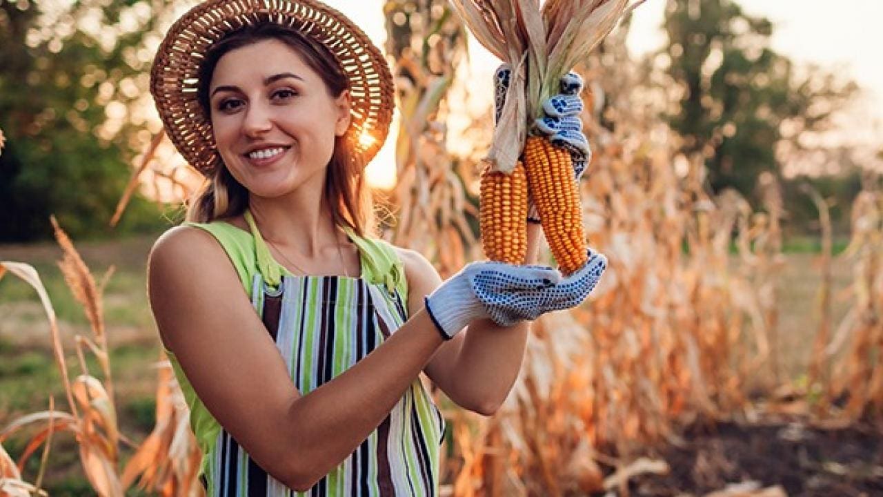 Mulher com chapéu de palha e avental listrado segura espigas de milho em um campo, sorrindo.