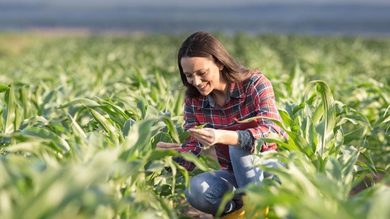Uma mulher de camisa xadrez ajoelha-se em um campo de plantas verdes, examinando a folhagem.