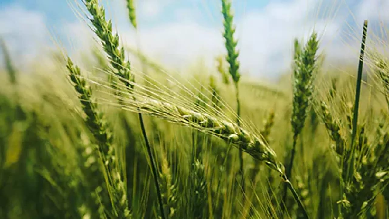bayer-cropscience-compromissos-interna-6