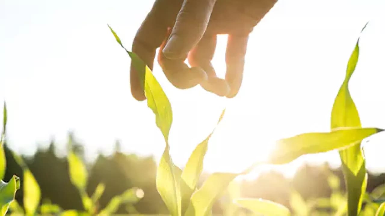 bayer-cropscience-compromissos-interna-7