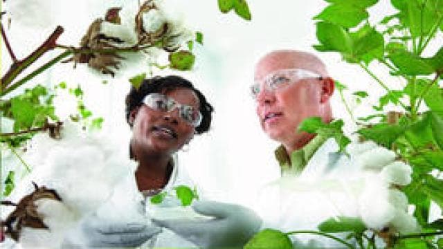 Two scientists examine cotton plants, wearing safety goggles and white lab coats.
