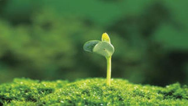 A small green seedling sprouts from a bed of moss against a blurred green background.