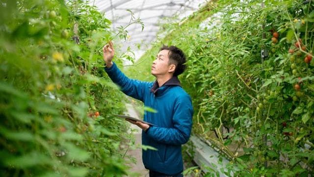 A person in a blue jacket examines plants in a greenhouse while holding a tablet.