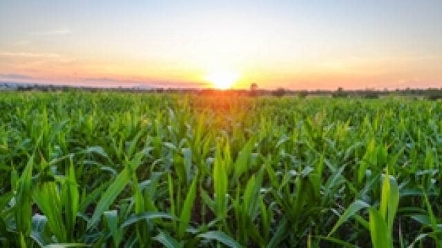 A field of green corn plants under a clear sky, with the sun setting on the horizon.