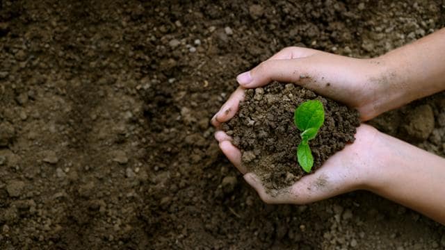 Mãos segurando uma pequena planta verde no solo, com mais solo ao fundo.
