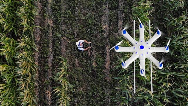 Uma pessoa opera um tablet perto de um grande drone voando sobre um campo com fileiras de plantações.
