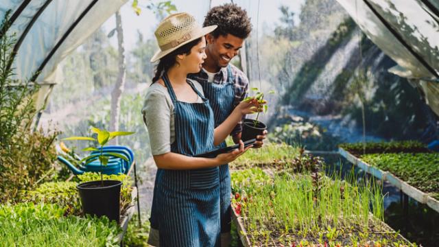 Duas pessoas em aventais listrados estão cuidando de plantas em uma estufa. Elas estão examinando vasos com mudas e cercadas por várias plantas. Uma mangueira de jardim é visível ao fundo.