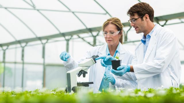 Dois cientistas de jaleco e luvas examinam plantas com um microscópio em uma estufa.