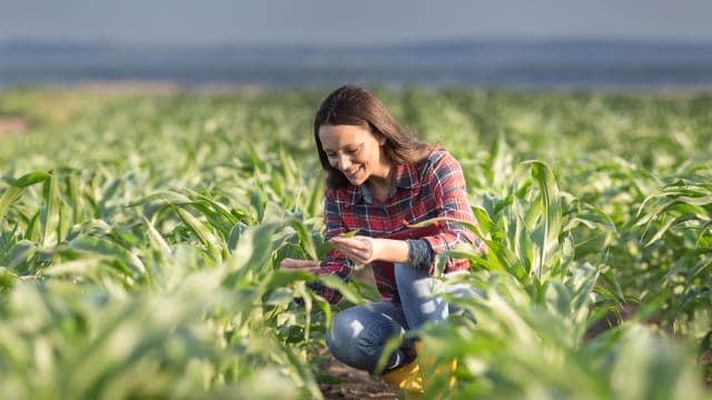 Uma mulher de camisa xadrez examina plantas de milho em um grande campo, sorrindo e agachada.
