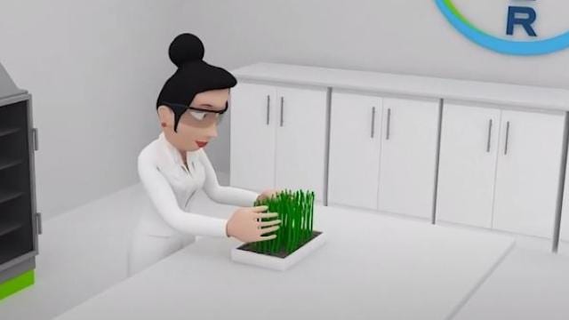 Uma pessoa de jaleco examina uma bandeja de brotos verdes em uma bancada de laboratório.