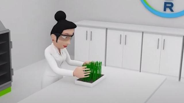 Uma pessoa de jaleco examina uma bandeja de brotos verdes em uma bancada de laboratório.