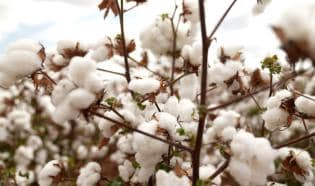 bayer-leva-solucoes-integradas-para-cotonicultor-ao-congresso-do-algodao