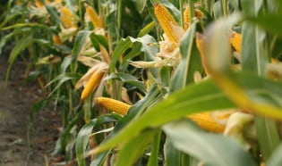 Controle de plantas daninhas no milho