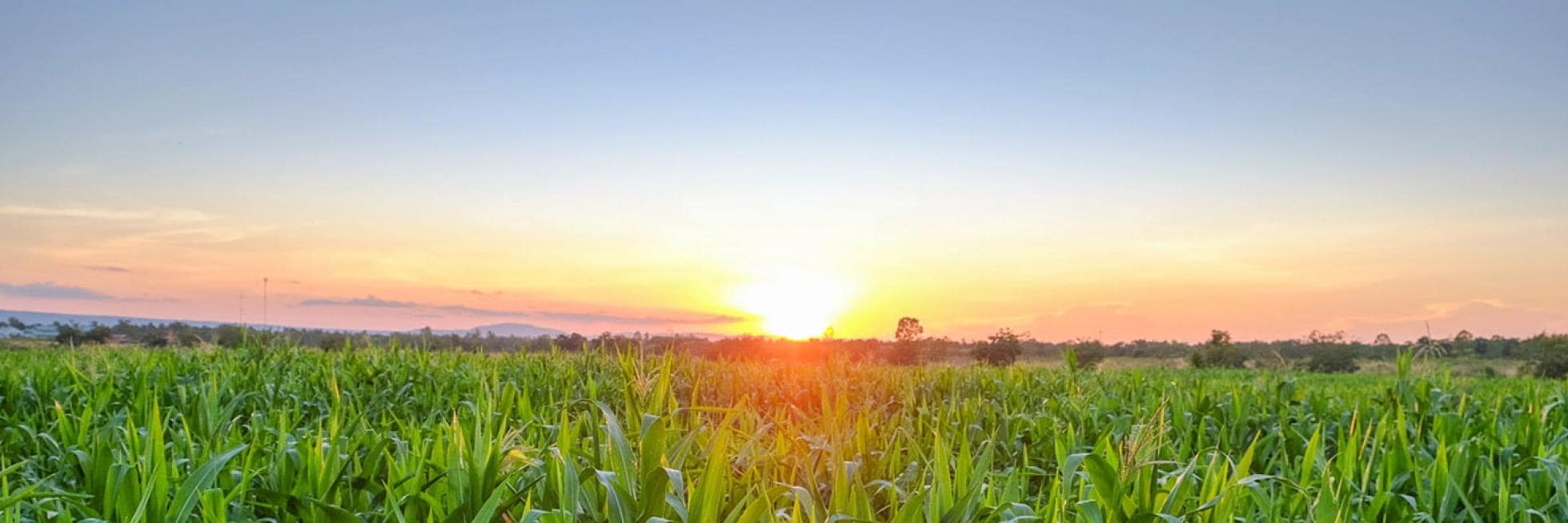 Sun setting behind a lush green field under a clear sky.